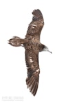 Streaked shearwater. Adult in flight, dorsal. First New Zealand live record. The Petrel Station pelagic offshore from Tutukaka, November 2023. Image © Scott Brooks, www.thepetrelstation.nz by Scott Brooks.