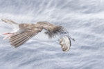 Streaked shearwater. Adult in flight. First New Zealand live record. East of Poor Knights Islands, November 2023. Image © Oscar Thomas by Oscar Thomas.