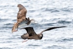 Streaked shearwater. Adult in flight with a flesh-footed shearwater. The Petrel Station pelagic offshore from Tutukaka, November 2023. Image © Scott Brooks, www.thepetrelstation.nz by Scott Brooks.