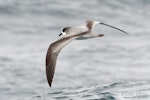 Stejneger's petrel. Adult in flight, dorsal. The Petrel Station pelagic offshore from Tutukaka, October 2022. Image © Scott Brooks, www.thepetrelstation.nz by Scott Brooks.
