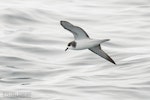 Stejneger's petrel. Adult in flight, ventral. The Petrel Station pelagic offshore from Tutukaka, October 2022. Image © Scott Brooks, www.thepetrelstation.nz by Scott Brooks.