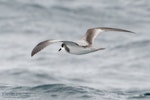 Stejneger's petrel. Adult in flight. The Petrel Station pelagic offshore from Tutukaka, October 2022. Image © Scott Brooks, www.thepetrelstation.nz by Scott Brooks.