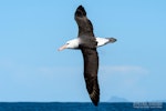 Black-browed mollymawk | Toroa. Adult in flight, dorsal. The Petrel Station pelagic offshore from Tutukaka, June 2023. Image © Scott Brooks, www.thepetrelstation.nz by Scott Brooks.