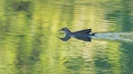 Banded rail | Moho pererū. Adult swimming. Long Bay, North Auckland, December 2023. Image © Martyn Seddon by Martyn Seddon.