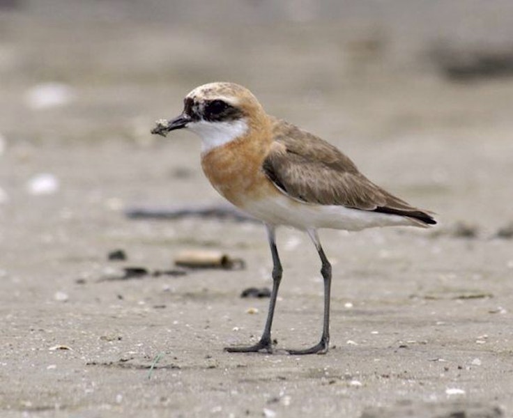 Tibetan sand plover. Breeding male. Tanjung Tokong, Pulau Pinang, Malaysia, August 2006. Image © Dave Bakewell by Dave Bakewell.