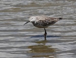 Stilt sandpiper. Nonbreeding adult. Cotopaxi National Park, Ecuador, September 2024. Image © John Fennell by John Fennell.