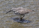Stilt sandpiper. Nonbreeding adult. Cotopaxi National Park, Ecuador, September 2024. Image © John Fennell by John Fennell.