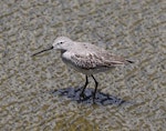 Stilt sandpiper. Nonbreeding adult. Cotopaxi National Park, Ecuador. Image © John Fennell by John Fennell.