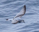 MacGillivray's prion. Adult in flight. Near Gough Island, South Atlantic, April 2023. Image © Hadoram Shirihai by Hadoram Shirihai.