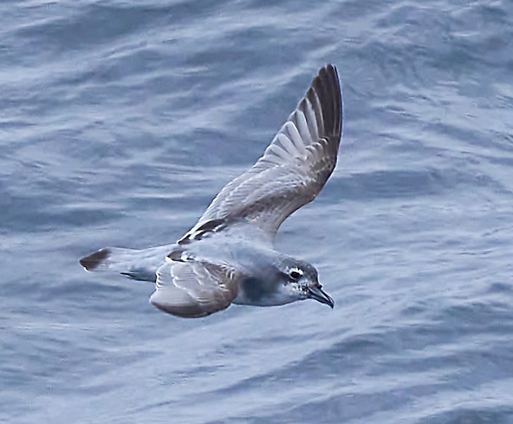 MacGillivray's prion. Adult in flight. Near Gough Island, South Atlantic, April 2023. Image © Hadoram Shirihai by Hadoram Shirihai.