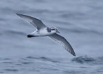MacGillivray's prion. Adult in flight. Near Gough Island, South Atlantic, April 2023. Image © Hadoram Shirihai by Hadoram Shirihai.