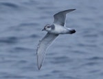MacGillivray's prion. Adult in flight. Near Gough Island, South Atlantic, April 2023. Image © Hadoram Shirihai by Hadoram Shirihai.
