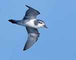 MacGillivray's prion. Adult in flight. Near Gough Island, South Atlantic, April 2023. Image © Hadoram Shirihai by Hadoram Shirihai.