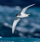 MacGillivray's prion. Adult in flight. Near Gough Island, South Atlantic, April 2023. Image © Hadoram Shirihai by Hadoram Shirihai.