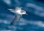 MacGillivray's prion. Adult in flight. Near Gough Island, South Atlantic, April 2023. Image © Hadoram Shirihai by Hadoram Shirihai.