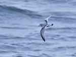 MacGillivray's prion. Adult in flight. Near Gough Island, South Atlantic, April 2023. Image © Hadoram Shirihai by Hadoram Shirihai.