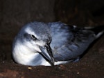 MacGillivray's prion. Adult at breeding colony. Gough Island, South Atlantic, September 2013. Image © Peter Ryan by Peter Ryan.