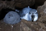 MacGillivray's prion. Adult with chick. Gough Island, South Atlantic, January 2025. Image © Michelle Risi by Michelle Risi.