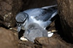 MacGillivray's prion. Adult with chick. Gough Island, South Atlantic, January 2025. Image © Michelle Risi by Michelle Risi.