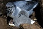 MacGillivray's prion. Adult with chick. Gough Island, South Atlantic, January 2025. Image © Michelle Risi by Michelle Risi.