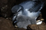 MacGillivray's prion. Adult with chick. Gough Island, South Atlantic, January 2025. Image © Michelle Risi by Michelle Risi.