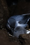 MacGillivray's prion. Adult feeding chick. Gough Island, South Atlantic, January 2025. Image © Michelle Risi by Michelle Risi.