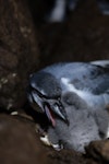 MacGillivray's prion. Adult feeding chick. Gough Island, South Atlantic, January 2025. Image © Michelle Risi by Michelle Risi.