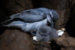 MacGillivray's prion. Adult with chick. Gough Island, South Atlantic, January 2025. Image © Michelle Risi by Michelle Risi.
