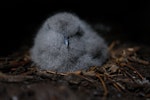MacGillivray's prion. Chick. Gough Island, South Atlantic, January 2023. Image © Michelle Risi by Michelle Risi.
