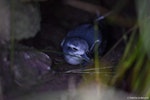 MacGillivray's prion. Adult at breeding colony. St Paul Island, southern Indian Ocean, December 2018. Image © Fabrice Le Bouard, CNRS-IPEV by Fabrice Le Bouard.