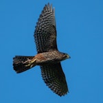New Zealand falcon | Kārearea. Adult in flight carrying ngahere gecko. Zealandia ecosanctuary, Wellington, July 2025. Image © Scott Langdale by Scott Langdale.