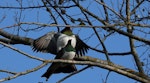 Kererū | New Zealand pigeon. Mating pair. Featherston, Wairarapa, January 2025. Image © Kevin Wilson by Kevin Wilson.