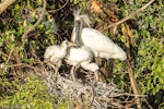 Royal spoonbill | Kōtuku ngutupapa. Adult at nest with large chicks. Travis Wetland, Christchurch, November 2025. Image © John Dunlop by John Dunlop.
