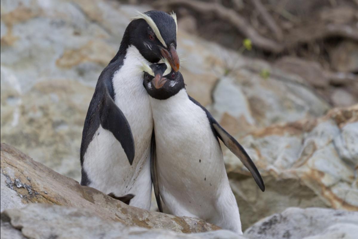 Fiordland crested penguin. Two adults interacting. South Westland ...