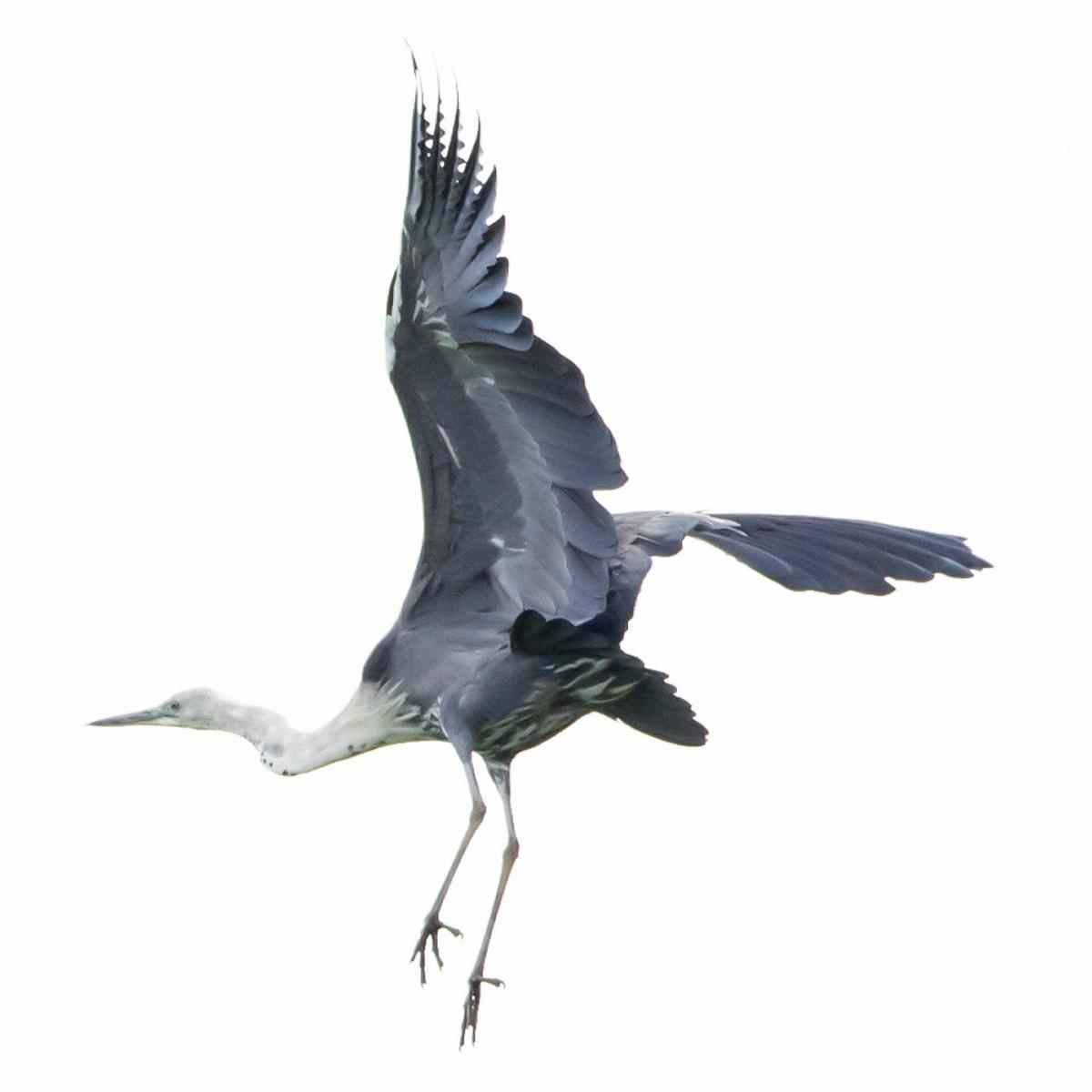 Pacific heron | New Zealand Birds Online